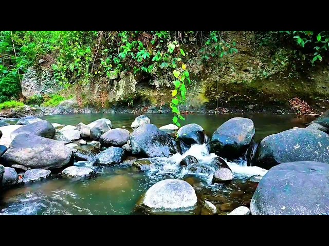 Relaxing River Sounds Listen to this, your mood will improve and stress will disappear