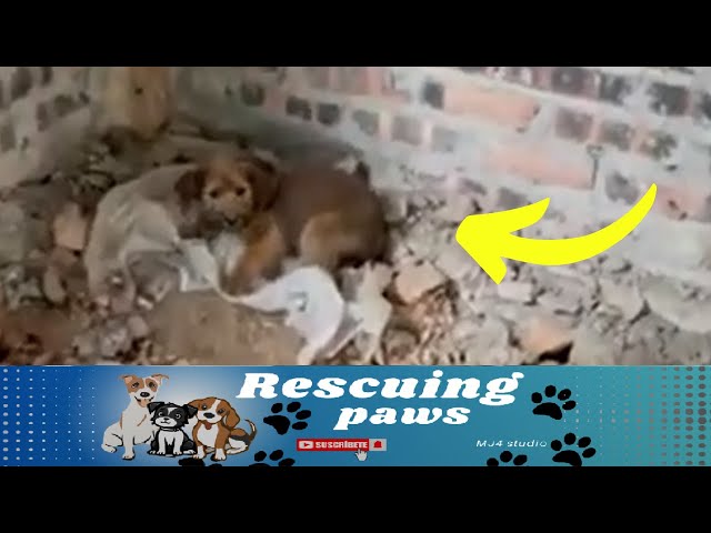 Rescue dog ! From an abandoned construction site alone and hungry #rescuedog