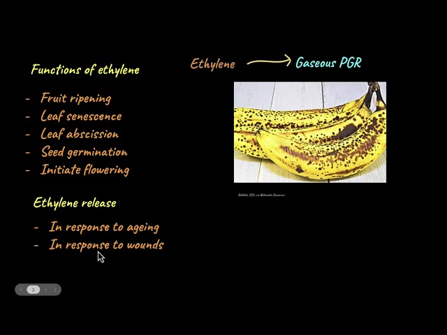 Ethylene and Abscisic Acid | Plant Growth and Development |biology| Khan Academy