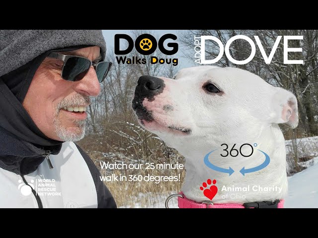 360 Dog Walk Video - Dove Says Adopt Me - Dog Walks Doug & Just Wants Real Home #AdoptMe