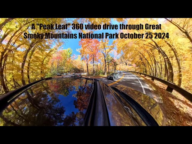 A Peak Leaf 360 camera drive from Gatlinburg to Kuwohi Road (Clingmans Dome road) October 25 2024