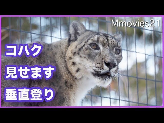 ユキヒョウ交替時間　コハクの丸太垂直登り　Snow Leopard climbs a log