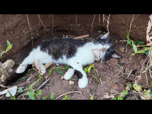 Emergency poor cat lying dying in the cave with high fever | will a miracle happen? | Animal Family