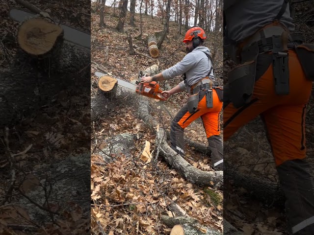 #husqvarna #logging #chainsaw #lumberjack  #forest #forestry #satisfying #wood #axe