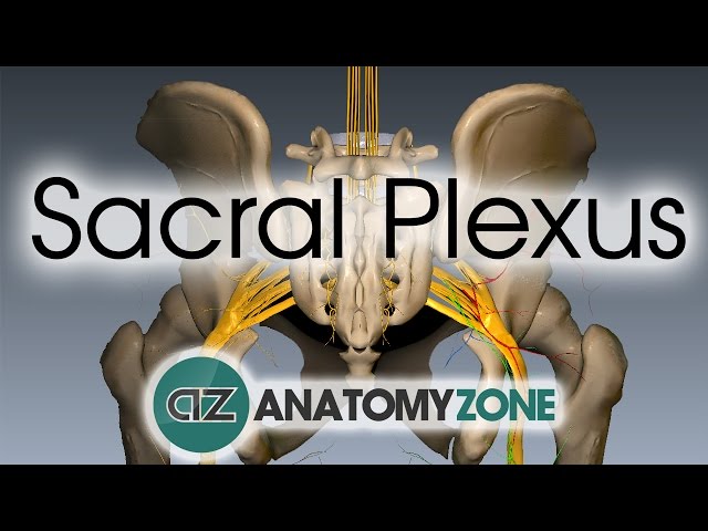 Sacral Plexus | Anatomy Tutorial