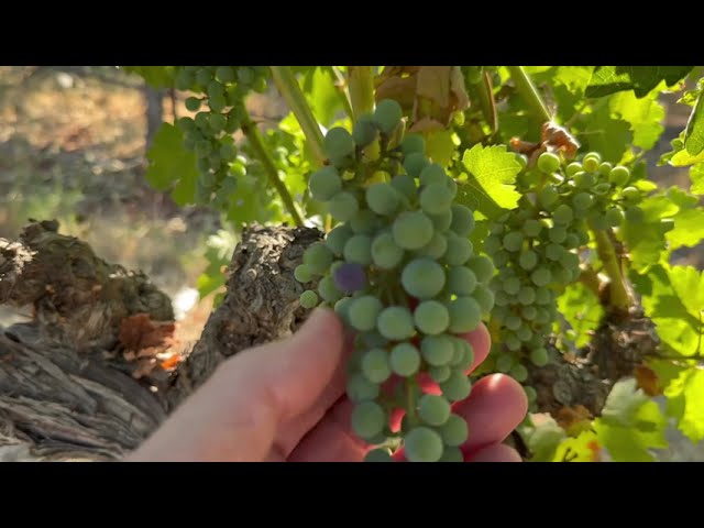 Veraison Starts! Week16 Vineyard Growth Cycle 20JUL24