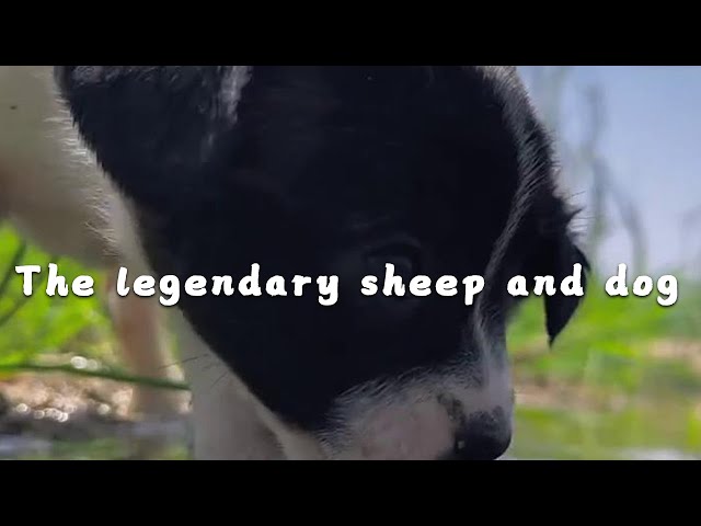 The legendary dog ​​in sheep #cutepet #dog #sheep