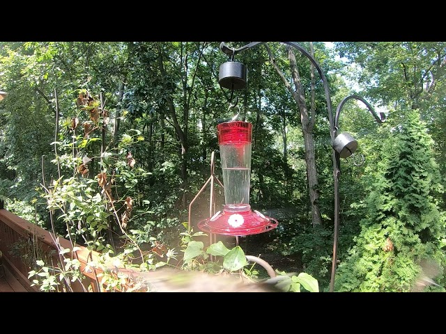 Hummingbird gets chased away by other jerk hummingbird - super slo mo!