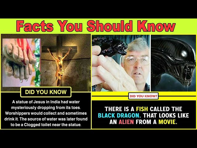 Amazing Facts You Should Know | facts world | factsdaily