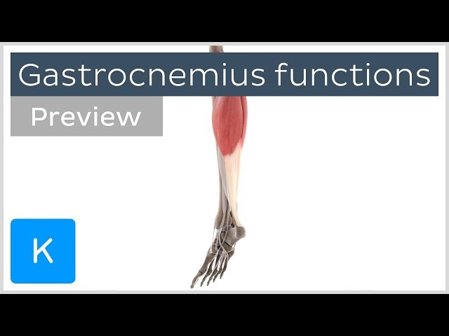 Functions of the gastrocnemius muscle (preview) - 3D Human Anatomy | Kenhub