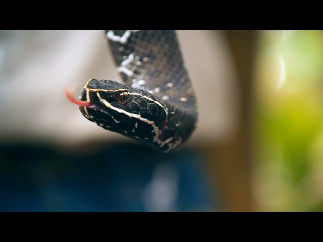 Trapped with Mexico’s Deadliest Predators: Crocodiles & Rattlesnakes | Fierce