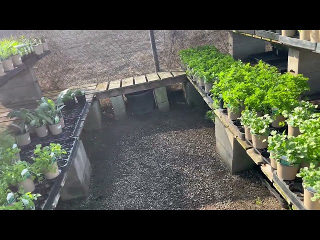 “Exploring The Plant Nursery: What I Bought and Why” #youtube #video #garden #growyourownfood