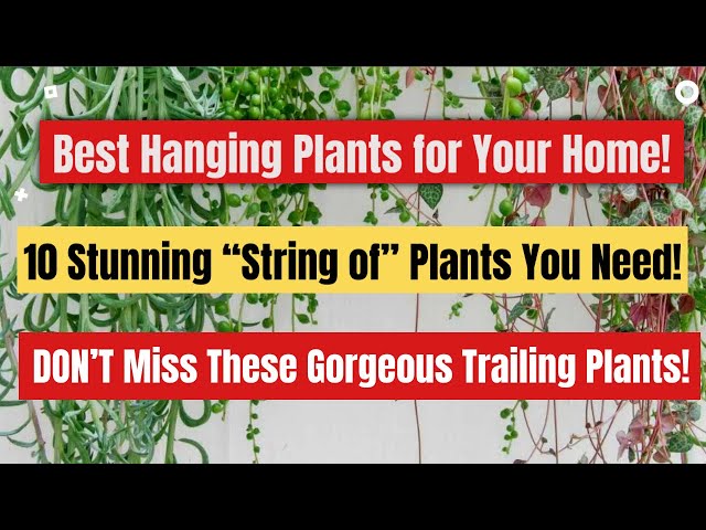 String of Plants varieties