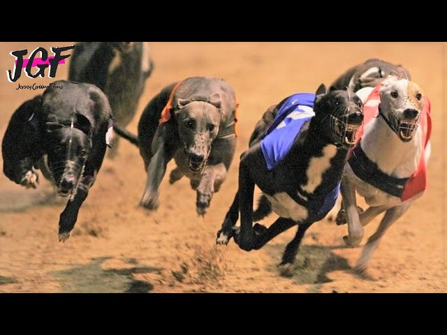 Greyhounds - Dog racing - Track race UK