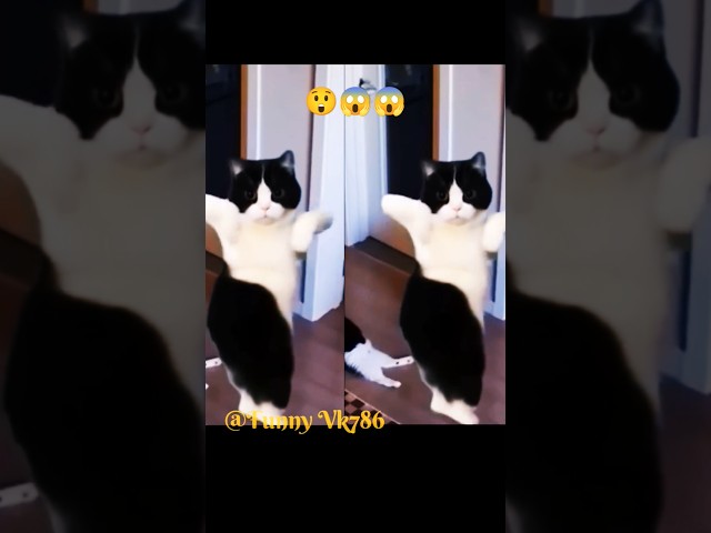 Cat dance video!!😲😲#shorts #youtubeshorts #ytshorts #shortvideo #cat #funny #funnyviralvideo