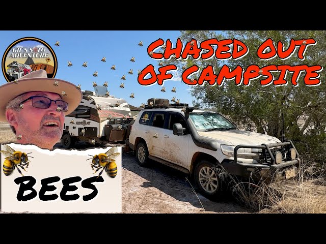 Gils Solo Trip - Gil gets chased out of a campsite because of a swam of magical bees