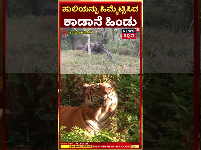 #shorts: Lion VS Elephant | Chamarajanagara | ಬೇಟೆಗೆ ಬಂದ ಹುಲಿಯನ್ನು ಹಿಮ್ಮೆಟ್ಟಿಸಿದ ಕಾಡಾನೆ ಹಿಂಡು | N18S