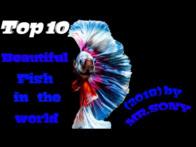 Top 10 Beautiful fish in the world ( 2018) by MR.SONY