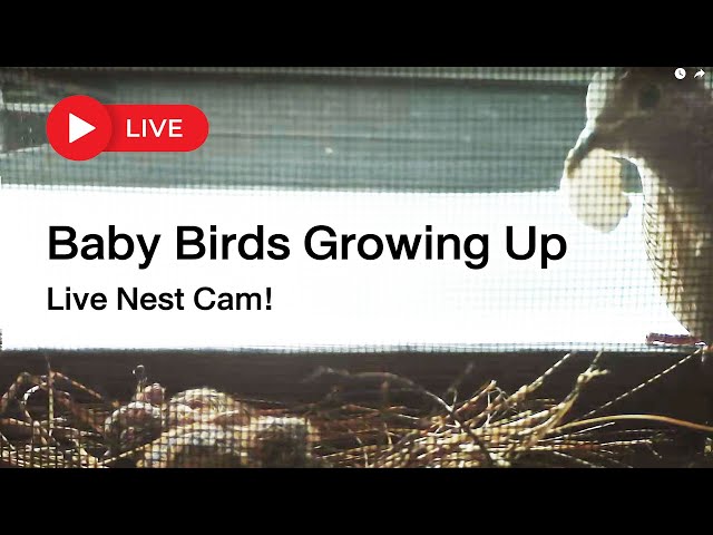 [🔴 LIVE ]  Baby Birds Growing Up – Live Nest Cam!