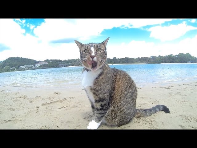 HAPPY DOGS & CAT in AUSTRALIA - Pharrell Williams "HAPPY" song