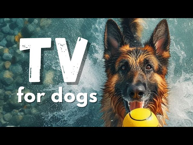 TV for Dogs: Dogs Playing With Balls- Vibrant Dog Images, Dog TV