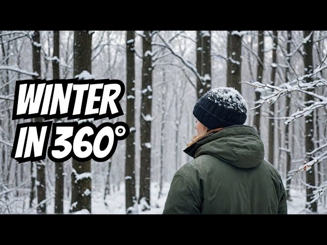 Winter Beech Forest 360 VR - Immerse Yourself in Frozen Serenity