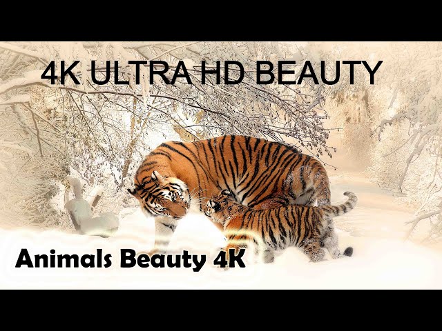 Nature Animals | Wildlife | 4k ultra hd