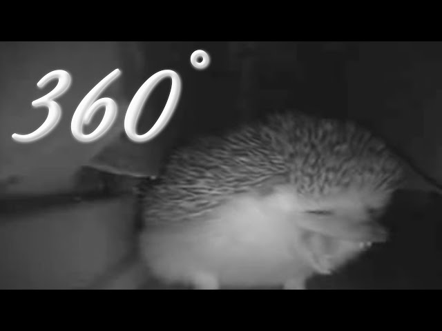 the hedgehog sneezed (360°)