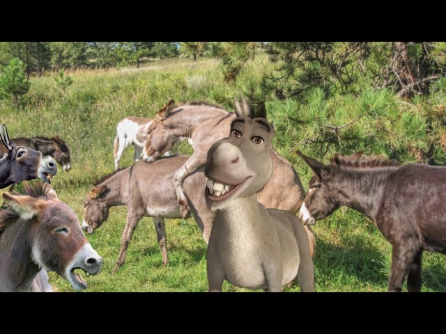 Donkeys and donkeys meeting with funny sounds | Full Video