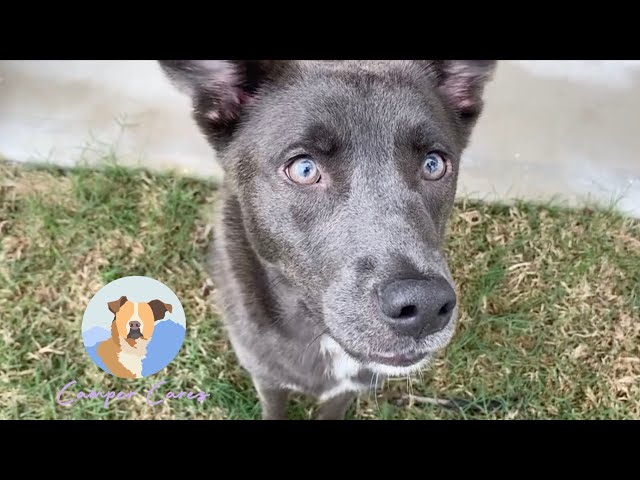 Abandoned Puppy Chooses Her New Human