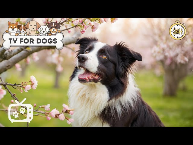 DOG TV: Video Entertainment for Your Dog to Reduce Stress & Anxiety When Home Alone - Music for Dogs