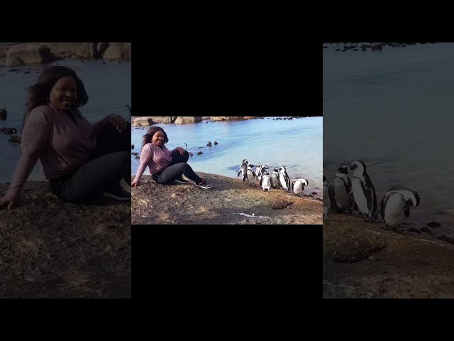 A Must Do Tour In Cape Town - Visit and Get Up Close To Jackass Penguins at Boulders Beach.