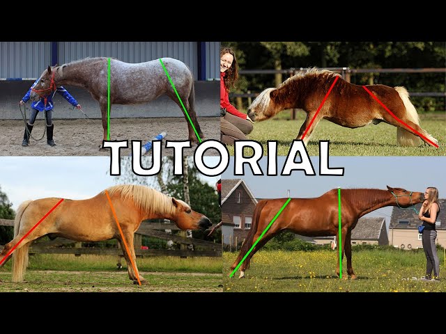 HOW TO TEACH YOUR HORSE THE PARK-OUT (the split)