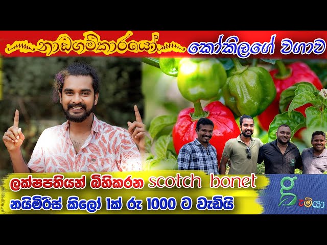 Nadagamkarayo මාලන්ගේ scotch bonnet  nayimiris  නයි මිරිස් වගාව - 0776395088 Dilco plantation