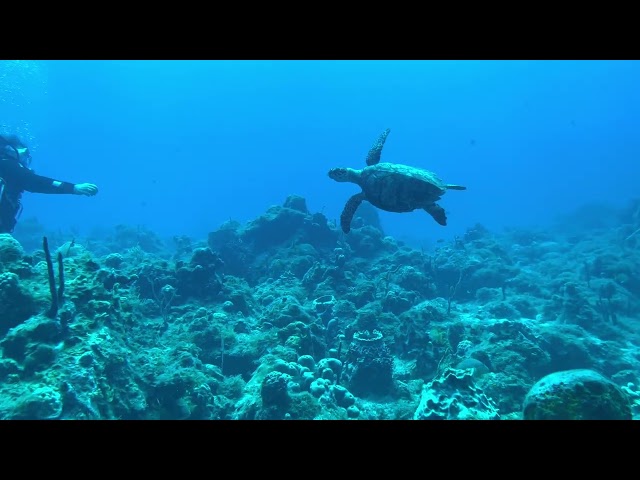 Scuba Diving Saint Barth's