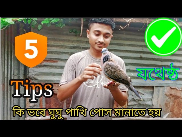 কি ভাবে ঘুঘু পাখি পোস মানাবোন / How to  tome a dove birds/gugu paki.