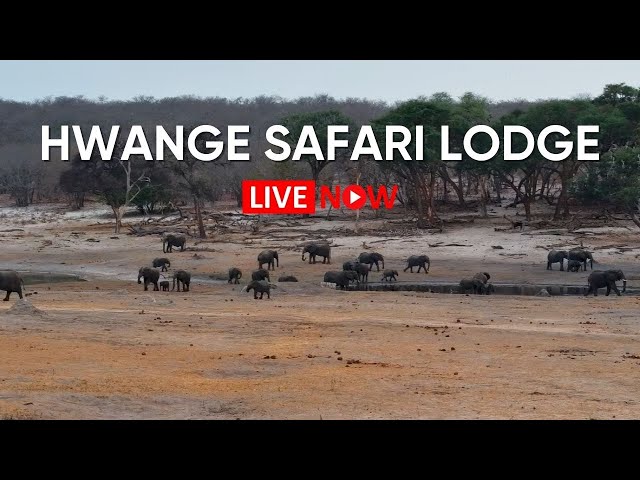 Hwange Safari Lodge - Zimbabwe | Live Wildlife Stream