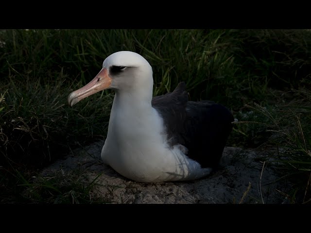 Wisdom the Laysan Albatross at 70-years-old on Midway Atoll