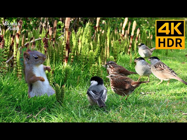 Cat TV for Cats to Watch 😺 Lovely Birds, Squirrels and Bunnies 🐿 8 Hours 4K HDR