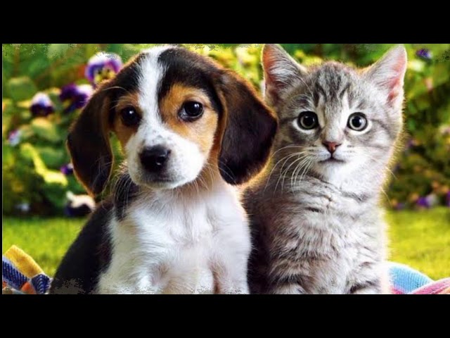 Relaxing Sounds and Cute Cats and Dogs /Philip xnc 41