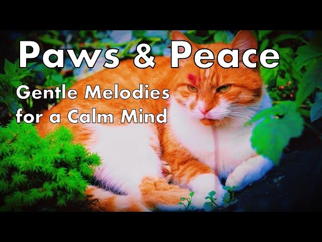 Paws & Peace: Gentle Melodies for a Calm Mind 😊🐱🎶