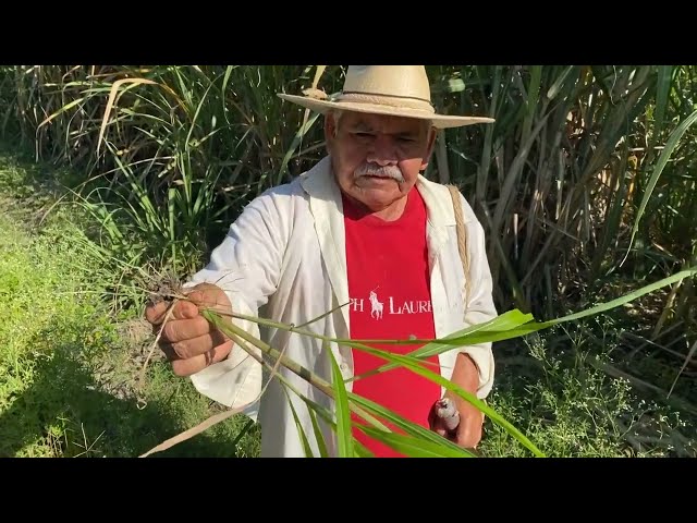 Agroquímicos. La vida en peligro (Trailer)