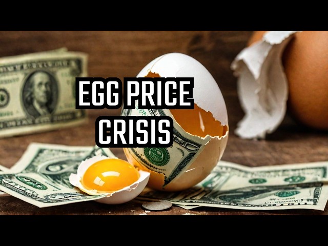 Egg Prices: Is it Trump's tariffs or The Bird Flu?