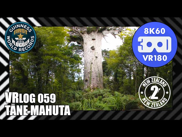 Tāne Mahuta - New Zealand 2 (Entry #2377 - VRLOG 059 - VR180)