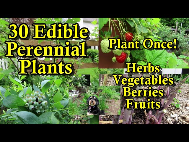 30 Perennial Crops to Plant Once & Eat Forever: Herbs, Vegetables, Brambles, Berries, Nuts, & Fruits