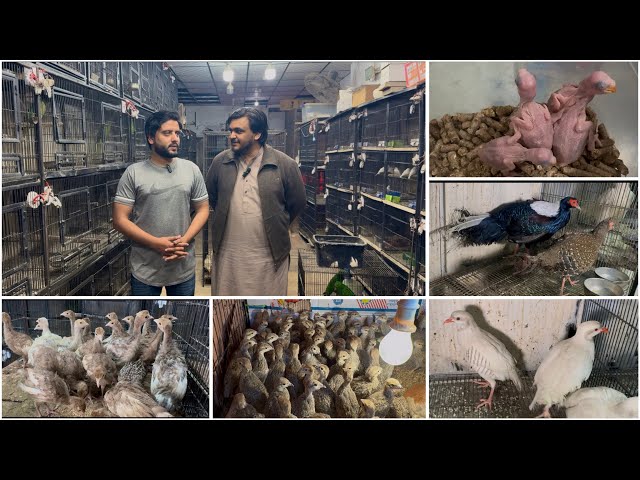 Multan Sunday Birds Market Rasheedabad 09 February 2025 | pakistan bird market video