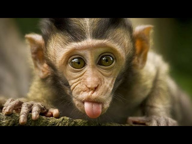 Bajrangarh Fort | बज्रंगढ़ मध्य प्रदेश में ऐतिहासिक लैंडमार्क | langur monkeys Eat & Fight #trending