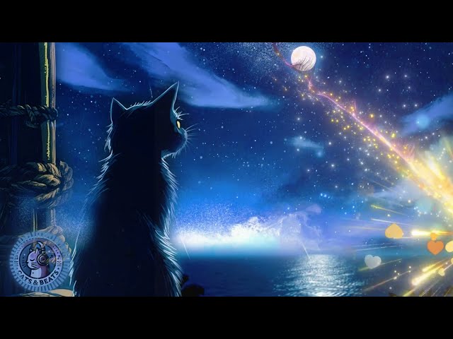 Lo Fi Nights -  Cat Dreams Under Falling Stars - Acoustic Lo Fi