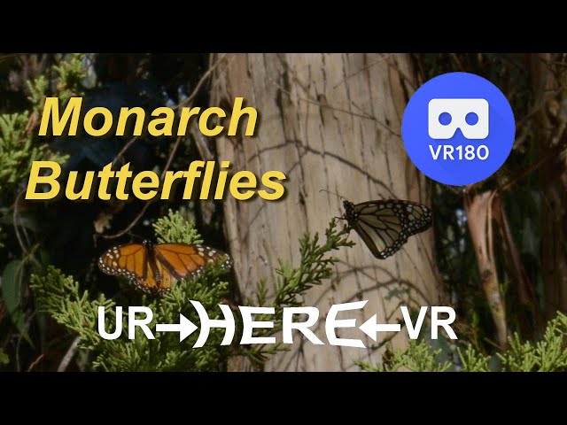 Monarch Butterflies California Central Coast