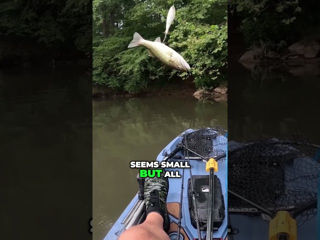 Topwater Bass on Berkley Choppo 120!! #shorts #fishing #bassfishing